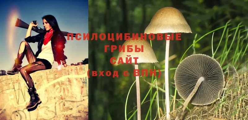 Галлюциногенные грибы Psilocybe  где можно купить   Новоульяновск 